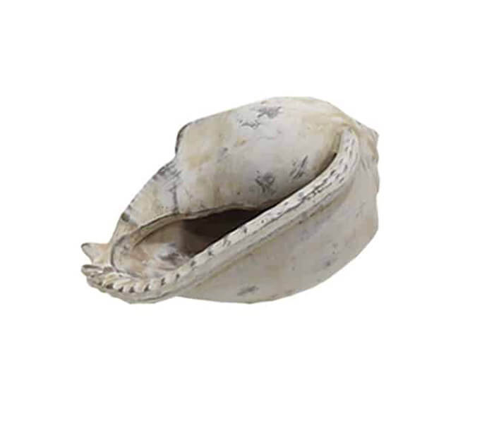 15.6219.0116: Διακοσμητικό κοχύλι, ρητίνη