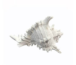 15.6219.0114 - Διακοσμητικό κοχύλι, ρητίνη

