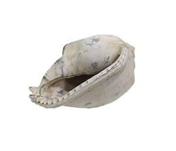 15.6219.0116 - Διακοσμητικό κοχύλι, ρητίνη

